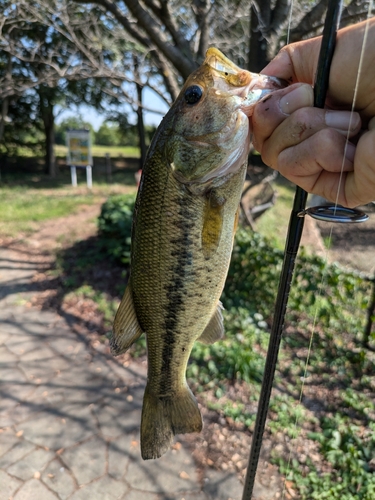 ラージマウスバスの釣果