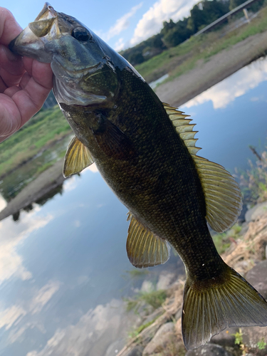 スモールマウスバスの釣果