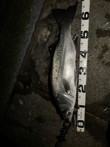 ヒラスズキの釣果