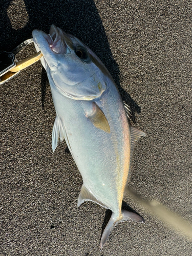 カンパチの釣果