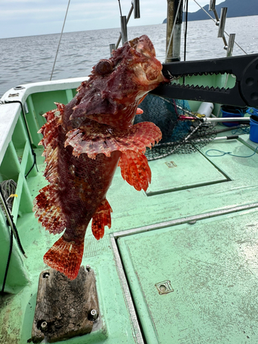 オニオコゼの釣果