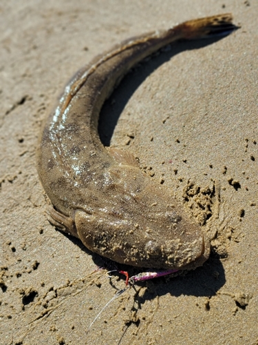 マゴチの釣果