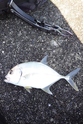 メッキの釣果