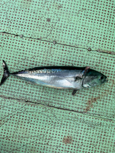 ソウダガツオの釣果