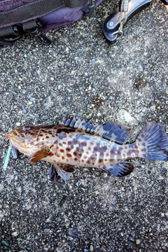 チャイロマルハタの釣果