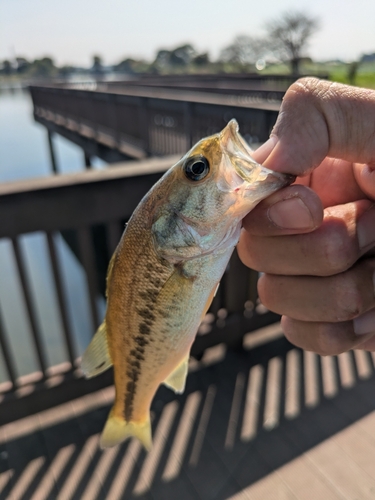 ラージマウスバスの釣果