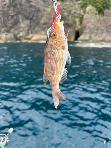 フエフキダイの釣果