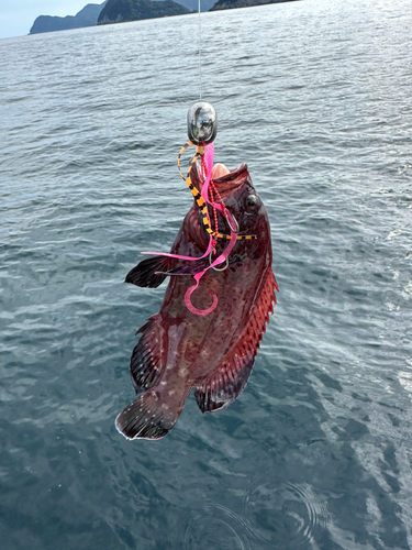 アザハタの釣果