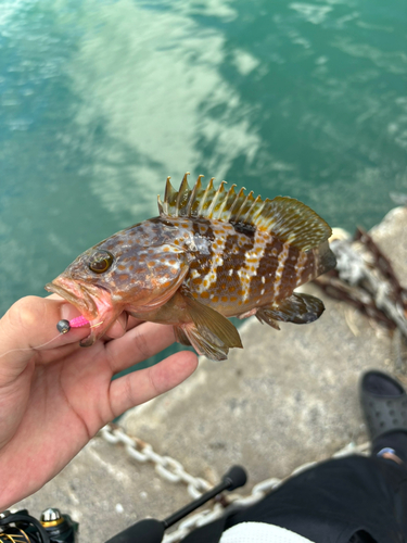 アコウの釣果