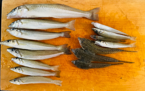 シロギスの釣果