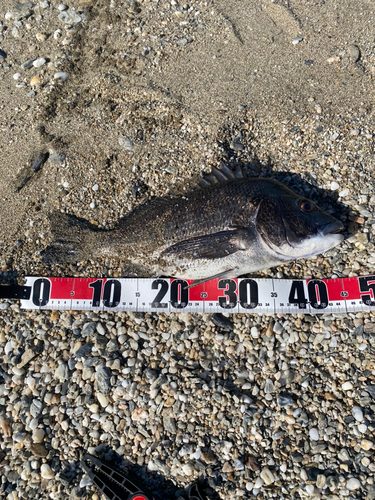 チヌの釣果