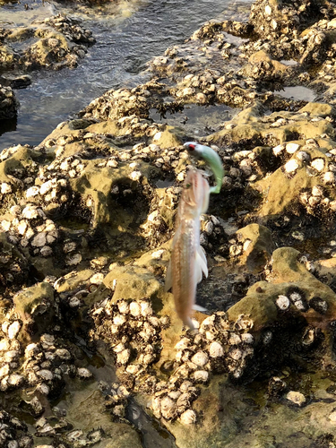 エソの釣果