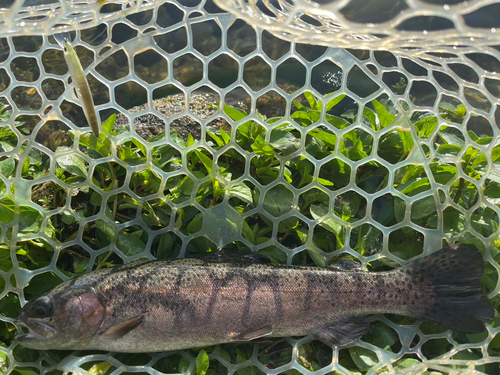 ニジマスの釣果