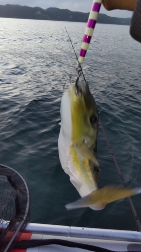 シロサバフグの釣果