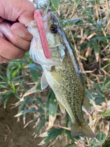 ラージマウスバスの釣果