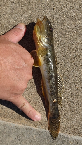 マハゼの釣果