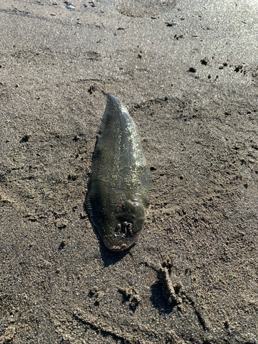 シタビラメの釣果