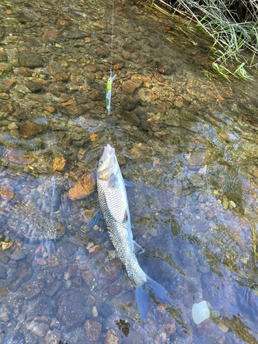 ニゴイの釣果