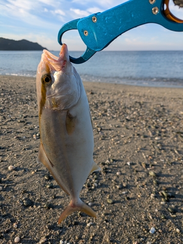 ネリゴの釣果