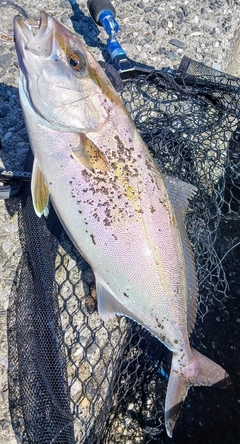 カンパチの釣果