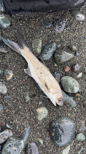 ミノカサゴの釣果