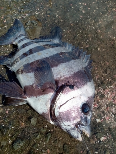 イシダイの釣果