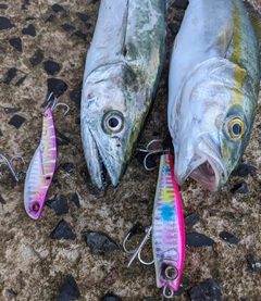 サゴシの釣果