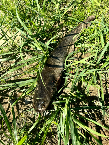 ナマズの釣果