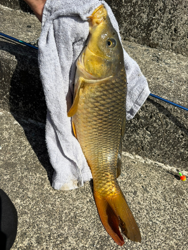 コイの釣果