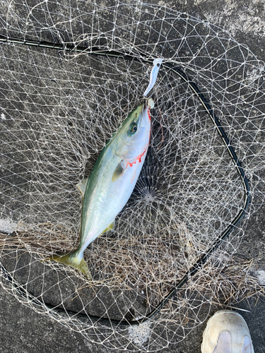 ツバスの釣果