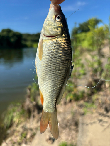 コイの釣果