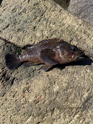 ムラソイの釣果