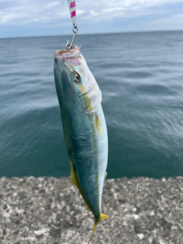 ワカシの釣果