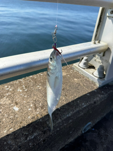 コノシロの釣果