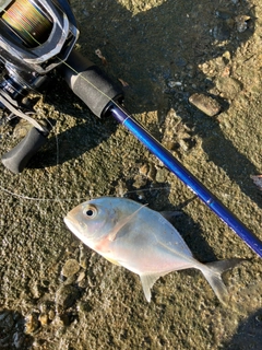 メッキの釣果