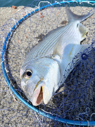 ヘダイの釣果