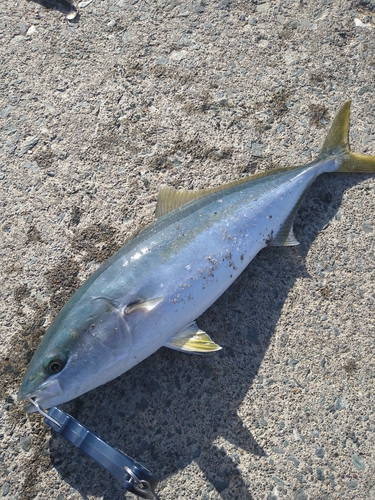 三陸海岸（青森）