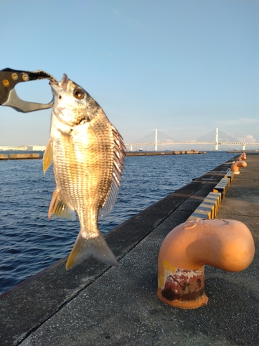 チンチンの釣果