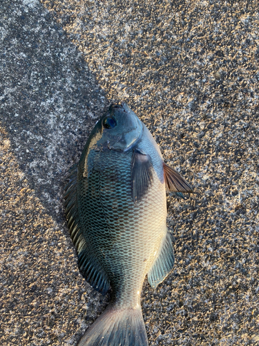 カワハギの釣果