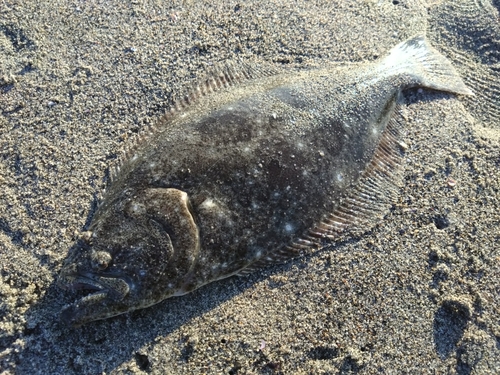 ソゲの釣果