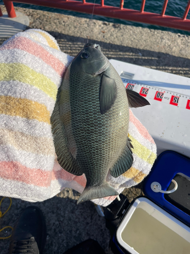 平磯海づり公園