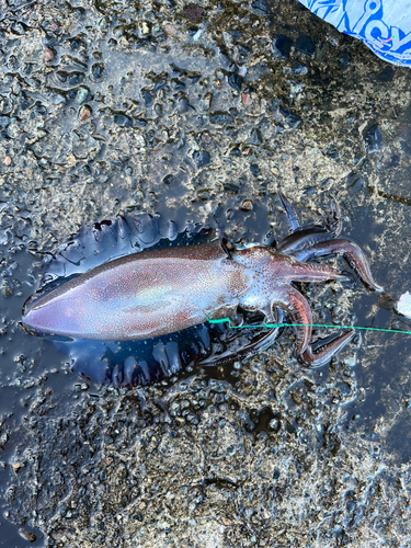 アオリイカの釣果