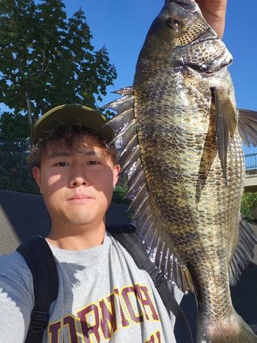 クロダイの釣果