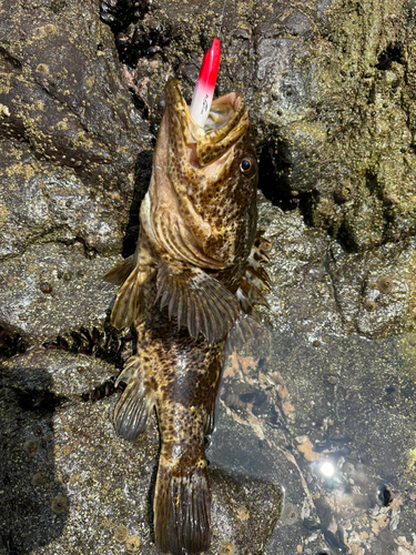 ソイの釣果