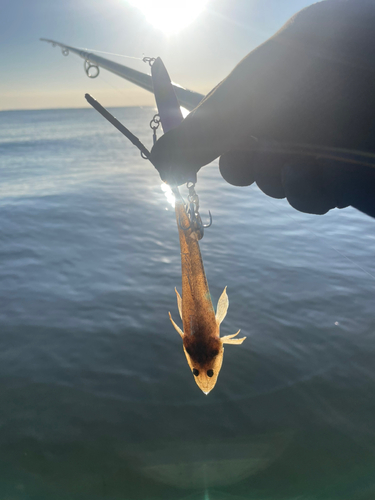 メゴチの釣果