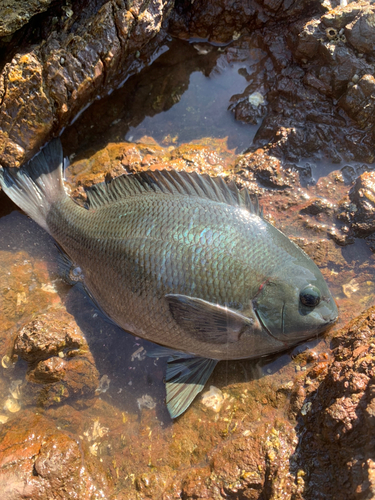 グレの釣果