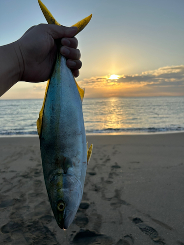 ツバスの釣果