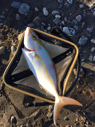 ショゴの釣果