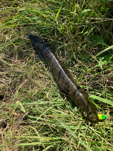 カムルチーの釣果