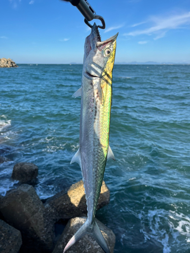 サゴシの釣果